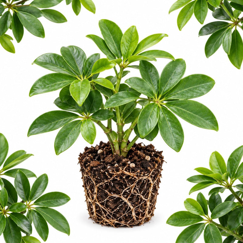 Umbrella Tree Plant Live in 4 Inch Pot, 4-8" Tall Schefflera Arbicola