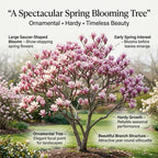 2 Ann Magnolia Tree, 12-18 Inch Tall in 2.5 Inch Pot, Vigorous Spring Bloomer for Sunny Backyard Landscapes, Fragrant Flower Tree