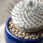 Gymnocalycium Horstii Green Tomato Cactus Plant Live, 4" Pot, Fully Rooted, Easy Care, Unique Ornamental Live Succulent Plant for Home, Office & Indoor Displays