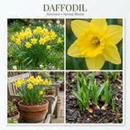 100 Wild Daffodil Bulbs, Well-Rooted Buttercup Bulbs, Vigorous Growth Habit with Showy Trumpet Blossoms for Home Landscapes