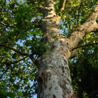 Chinese Elm Trees Live Plant | Fast-Growing Cold Hardy Elm Tree for Landscaping | 6–12 Inch Live Tree for Yard, Garden & Windbreaks