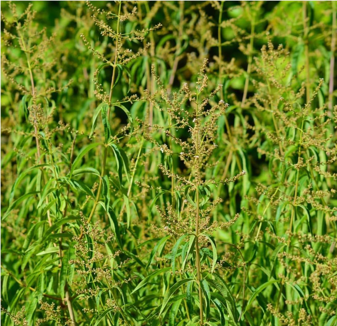Lemon Verbena Plant, 4-Inch Tall, Well Rooted, Easy Care, Aromatic and Edible Herb Live Plant, Ideal for Containers, Patio & Outdoor Planting