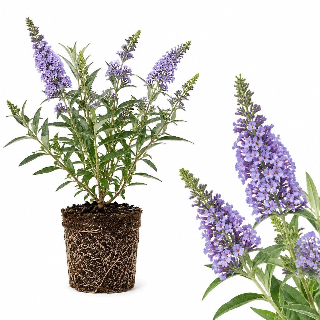Black Knight Butterfly Bush Live Plant, 4-6 Inch Tall Starter, Deep Purple Flowering Shrub for Backyard and Garden Rows