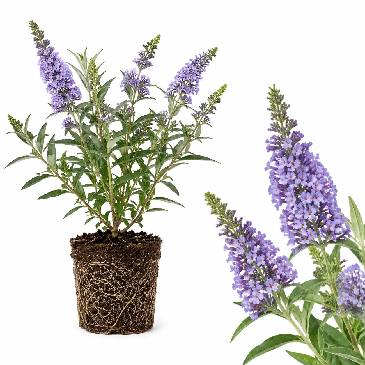 Black Knight Butterfly Bush Live Plant, 4-6 Inch Tall Starter, Deep Purple Flowering Shrub for Backyard and Garden Rows