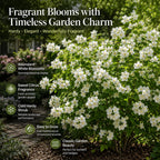 Mock Orange Shrub, 4-6" Potted Plant Starter, High-Vigor Cold-Hardy Bush for Backyard Gardens, Beautiful White Blossoms & Growth Habit