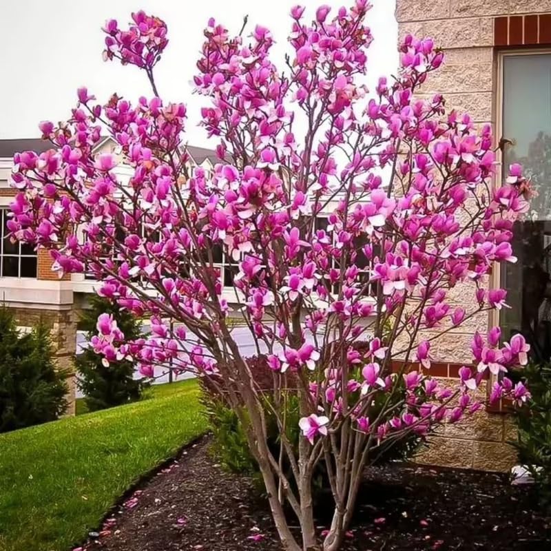 2 Ann Magnolia Live Plants | 8-12 Inch Bare Root Rooted Cuttings | Deep Purple-Pink Flowering Shrub | Deciduous Magnolia Hybrid for Garden