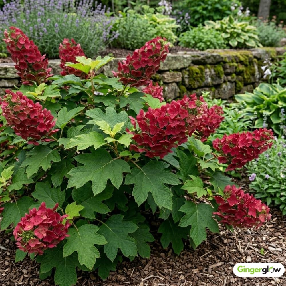 Ruby Slipper Oakleaf Hydrangea Live Plant in Quart Pot, 6-10" Tall Hydrangea Plants Trees Shrubs, Low Maintenance Compact Flowering Shrub for Borders, Garden Beds & Outdoor Landscaping