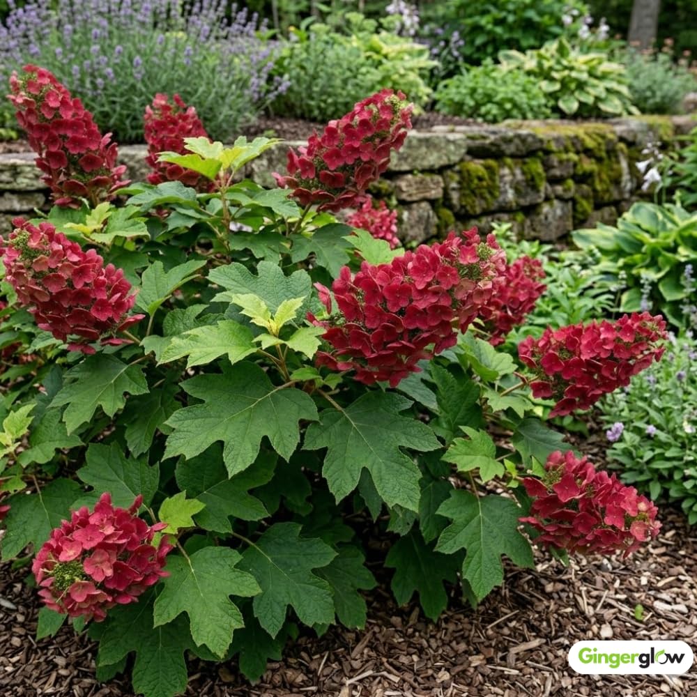 2 Oakleaf Hydrangea Tree Plant Live, Quercifolia Hydrangea, 4 Inch Pot, 12-18 Inch Tall Deciduous Shrub for Home Landscape and Borders