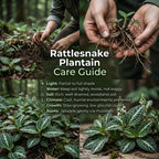 5 Rattlesnake Orchid Roots, Goodyera Pubescens, Low Maintenance Plant, Evergreen Perennial Orchid for Shady Gardens