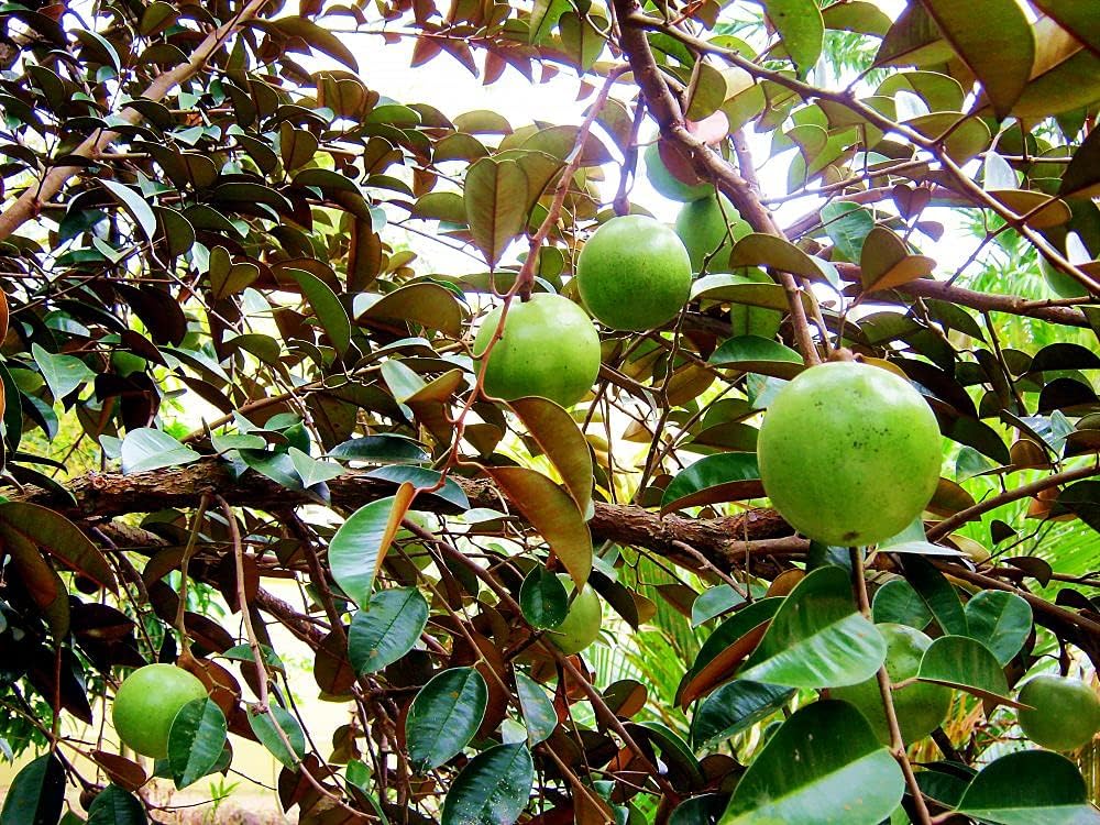 Green Star Apple Caimito Tree Live | 30 – 36 Inches Tall | Easy to Grow | Green Fruit with Sweet Flavor | Easy to Grow Tropical Tree for Home Gardens & Backyards | No Ship to CA,HI,AK