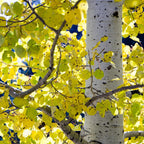 2 Quaking Aspen Tree, 4-6" Tall Plant, Low Maintenance Fast Growing Shade Tree for Homeowners, Cold-Hardy Shrub with Golden Autumn Foliage