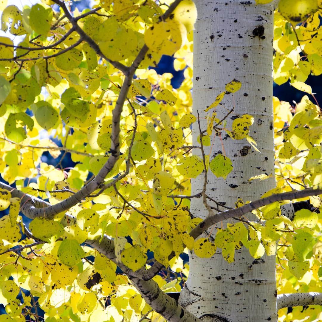 2 Quaking Aspen Tree, 4-6" Tall Plant, Low Maintenance Fast Growing Shade Tree for Homeowners, Cold-Hardy Shrub with Golden Autumn Foliage