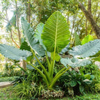 Giant Elephant Ear Plant 1–2ft Tall | Live Mammoth Elephant Ear Bulb Grown Plant – Large Tropical Elephant Ears for Garden & Landscape, Fast-Growing Colocasia with Bold Foliage