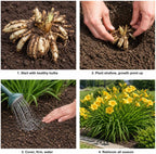 5 Stella de Oro Daylily Roots, Reblooming Yellow Perennial Roots for Garden Borders, Cold-Hardy Miniature Golden Daylily