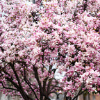 Ann Magnolia Tree Live, 12-18 Inch Tall in 2.5 Inch Pot, Low Maintenance Fragrant Multi-Petal Flowering Shrub for Small Yards and Focal Points