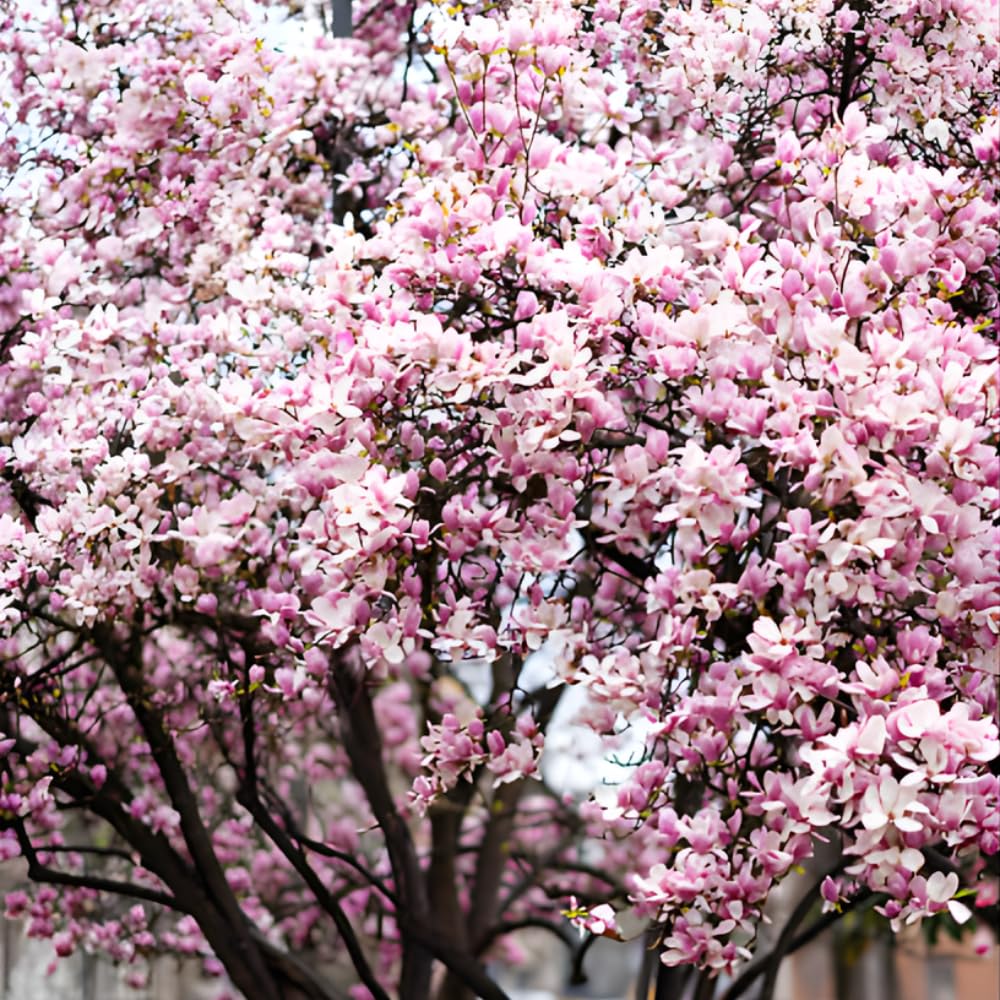 Ann Magnolia Tree Live, 12-18 Inch Tall in 2.5 Inch Pot, Low Maintenance Fragrant Multi-Petal Flowering Shrub for Small Yards and Focal Points