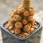 2 Live Cactus Plants Gold Ladyfinger Mammillaria Elongata, 4" Pot, Fully Rooted, Low Maintenance Rare Succulent Plant Live, Ideal for Succulent Collections & Indoor Décor