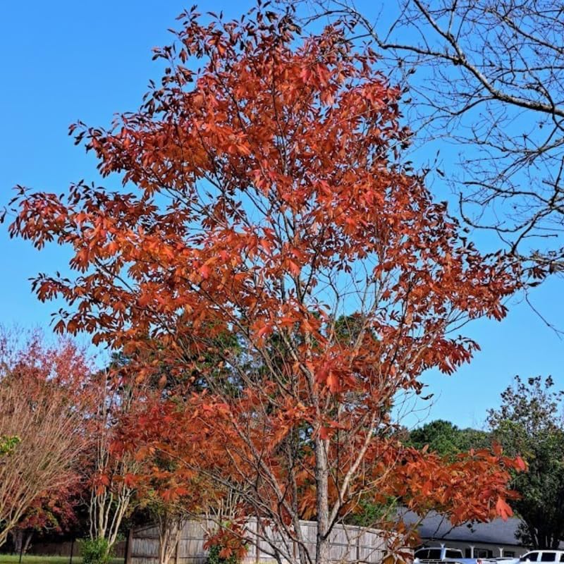 2 Live Sassafras Trees | Sassafras Tree Live Plants 12–18 Inch Tall | Native Outdoor Trees for Landscape Planting & Woodland Gardens | Easy to Grow