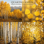 2 Quaking Aspen Tree, 4-6" Tall Plant, Low Maintenance Fast Growing Shade Tree for Homeowners, Cold-Hardy Shrub with Golden Autumn Foliage