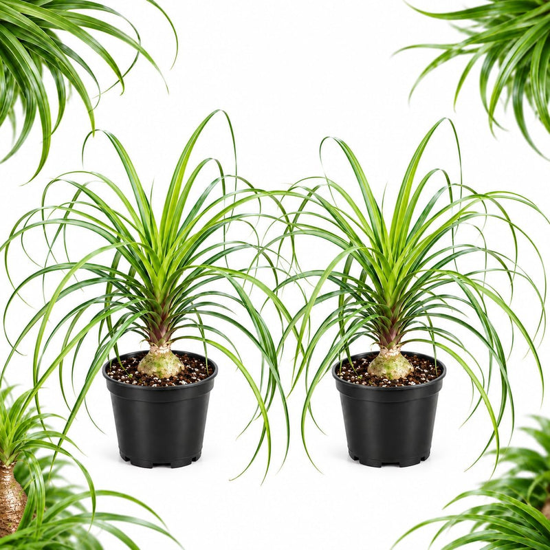 2 Ponytail Palm Live Plants in 6 Inch Pots, Ponytail Plant