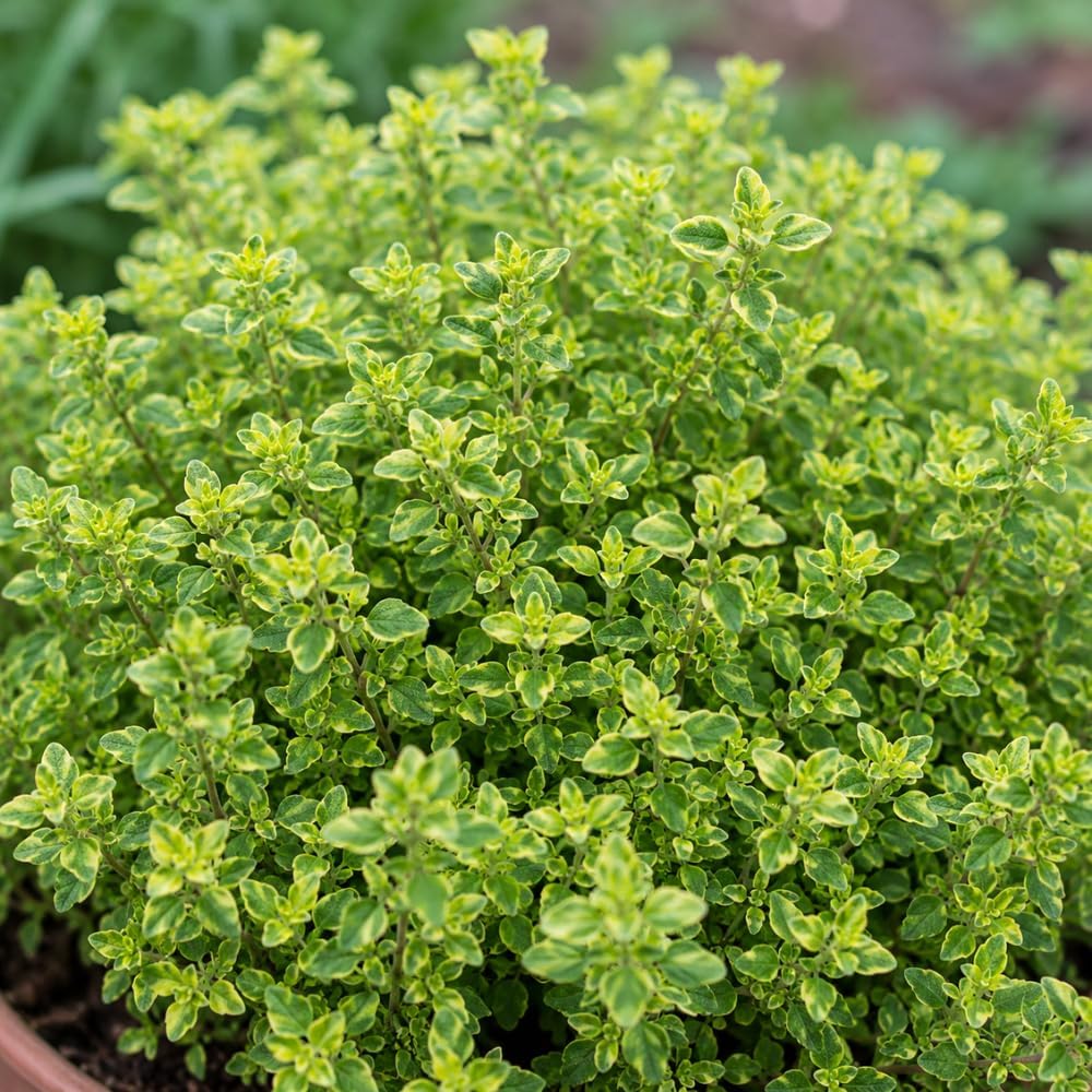 Lemon Thyme Plants Live, 4 Inch Tall Starter, Fragrant Citrus Herb for Culinary Gardens and Potted Porches