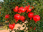 Pomegranate Plants Live for Planting | 30-36 Inches Tall | Farfianka Pomegranate Live Tree | Cold & Heat Tolerant Variety | Easy-Care Landscape Tree for Home Gardens & Backyards | No Ship to CA,HI,AK