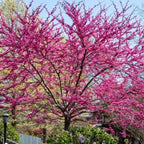 5 Redbud Tree Live Plant – 6 to 12 Inch Tall | Eastern Redbud Live Trees | Beautiful Spring Pink Blossoms | Hardy Flowering Tree | Dormant Plant