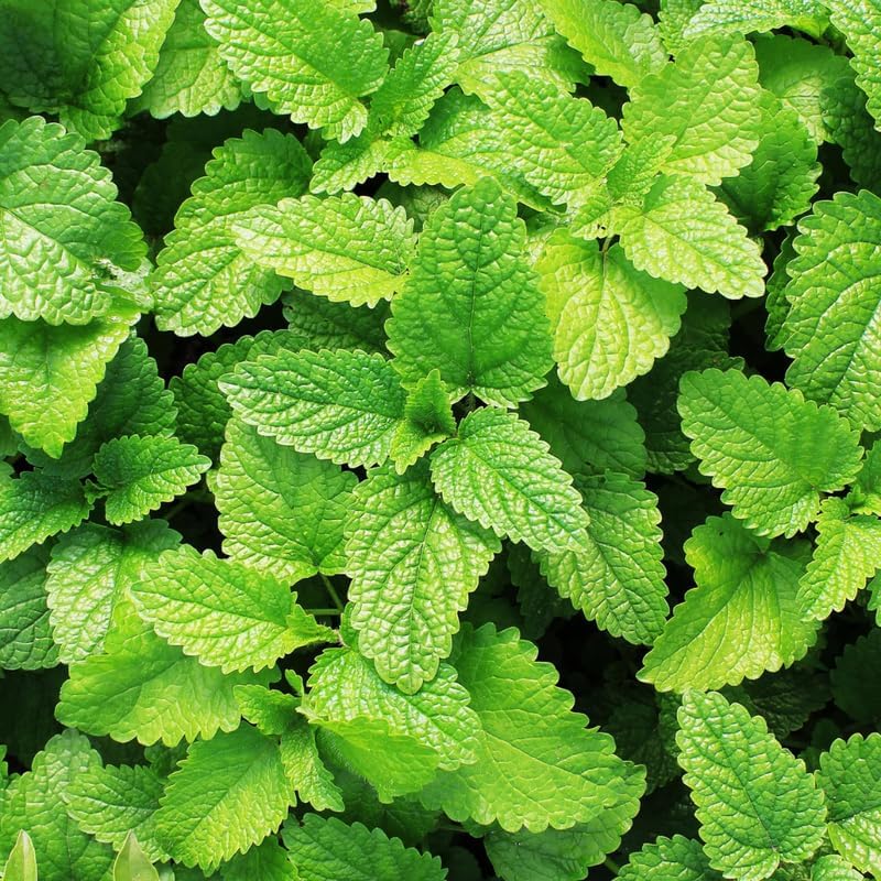 2 Chocolate Mint Plants, 3-Inch Pot, Mint Plants Live, Fast Growing Aromatic Perennial for Modern Landscape and Herb Gardening