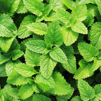 Chocolate Mint Plants Live Outdoor and Garden, Mint Plants Live in 3-Inch Pot, Cold-Hardy Mint Herb for Patios, Containers, and Ground Cover