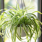 Spider Plant Live Houseplants in 4 Inch Pot | Air-Purifying, Low Maintenance, Thrives in Home & Office | Perfect for Plant Enthusiasts | Perfect for Beginners & Green Home Styling