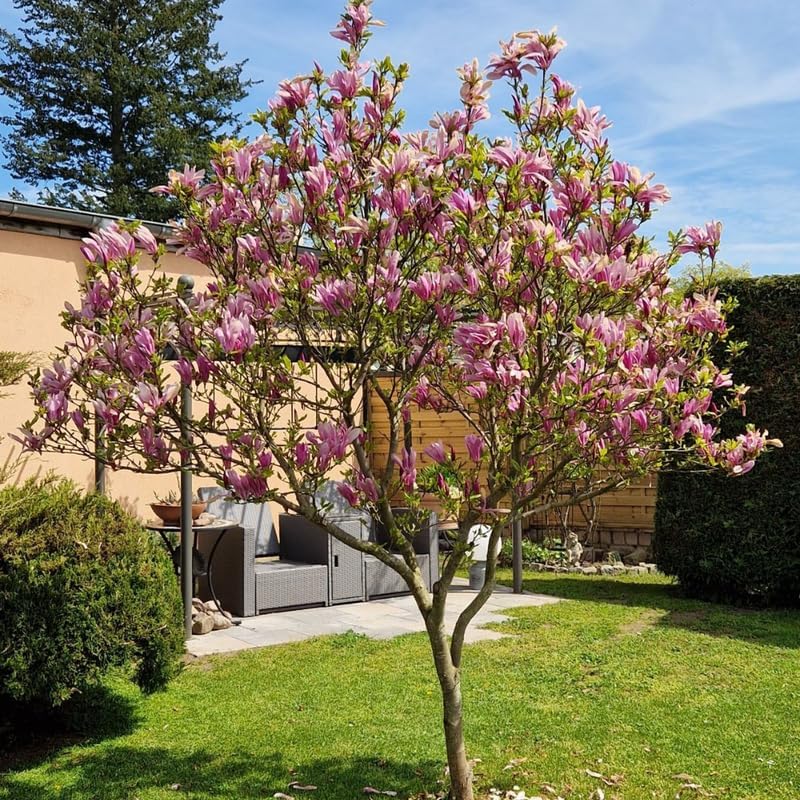 2 Ann Magnolia Live Bare Root Seedlings | 8-12" Rooted Cuttings | Cold-Hardy Late-Blooming Magnolia Tree | Well-Rooted Ornamental Shrub