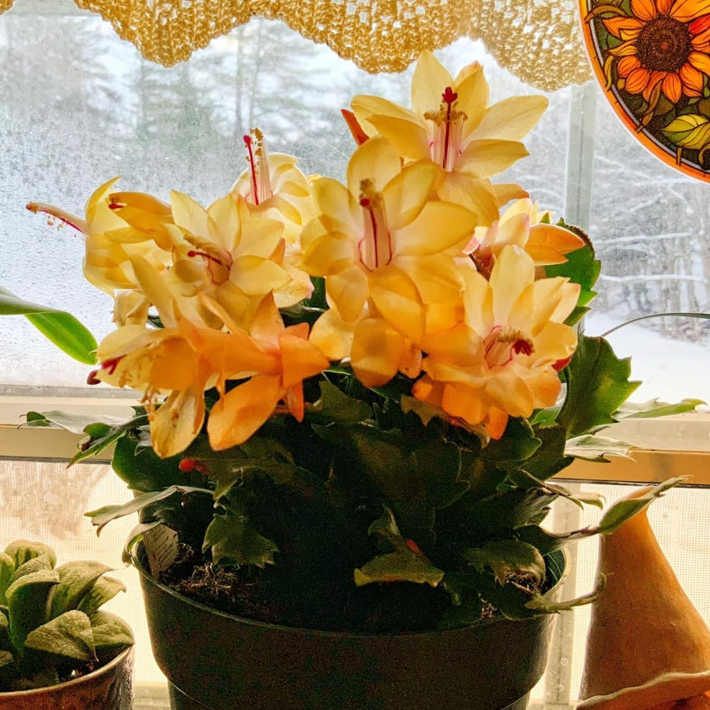 Yellow Christmas Cactus Plant for Planting | 3 to 4 Inch Tall Indoor | Live Christmas Plants Indoor Bareroot | Gift Card Presents for Mom Birthday Gift for New Home
