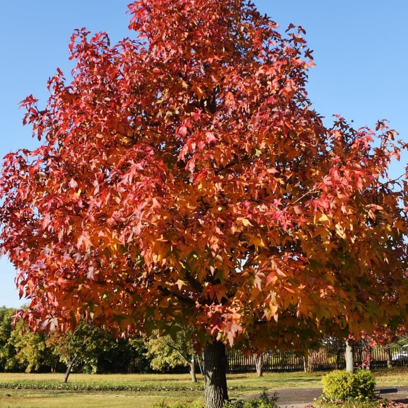 10 Sweet Gum Tree Live Plant 1-2ft Tall | Established Native Tree | Ready to Plant Shade Tree for Backyard