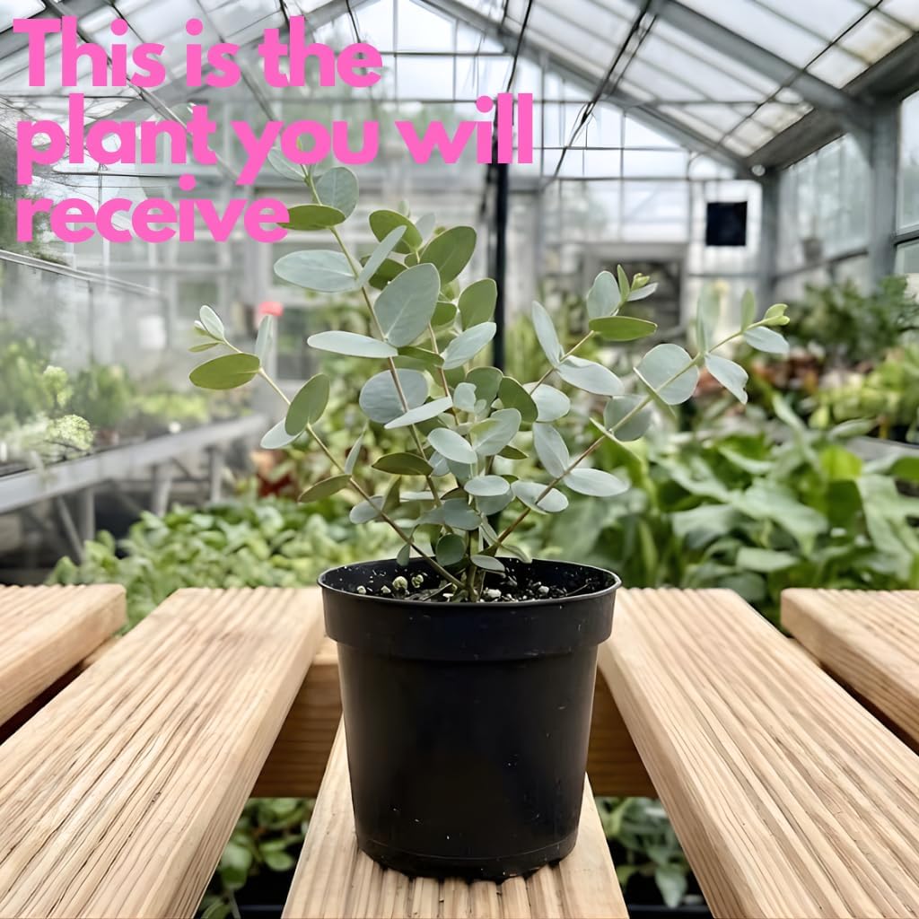 Parvifolia Eucalyptus Tree Live Plant in 2.5 Inch Pot | Live Eucalyptus Plants for Indoor or Outdoor Growing | Upright Shape with Slim Silvery Foliage | Suitable for Balconies & Decorative Landscapes