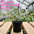 Parvifolia Eucalyptus Tree Live Plant in 2.5 Inch Pot | Live Eucalyptus Plants for Indoor or Outdoor Growing | Upright Shape with Slim Silvery Foliage | Suitable for Balconies & Decorative Landscapes