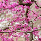 2 Redbud Tree Live Plant – 12-18 Inch Tall in Quart Pot, Eastern Redbud Live Trees, Beautiful Spring Pink Blossoms, Hardy Flowering Tree