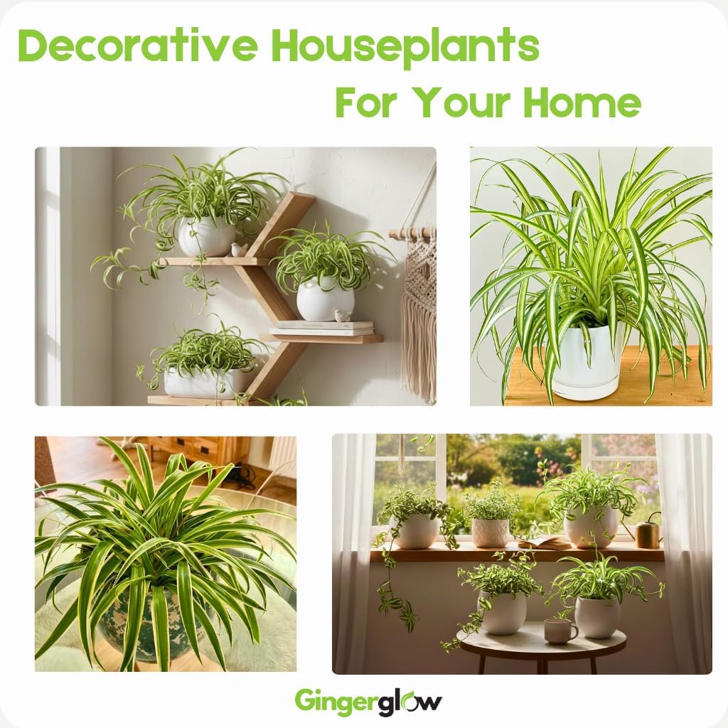Curly Spider Plant Live in 4 Inch Pot, Live Spider Plants Indoor, Air-Purifying, Low Maintenance, Perfect for Home and Office Décor, Easy Care Starter Plants