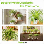 Curly Spider Plant Live in 4 Inch Pot, Live Spider Plants Indoor, Air-Purifying, Low Maintenance, Perfect for Home and Office Décor, Easy Care Starter Plants