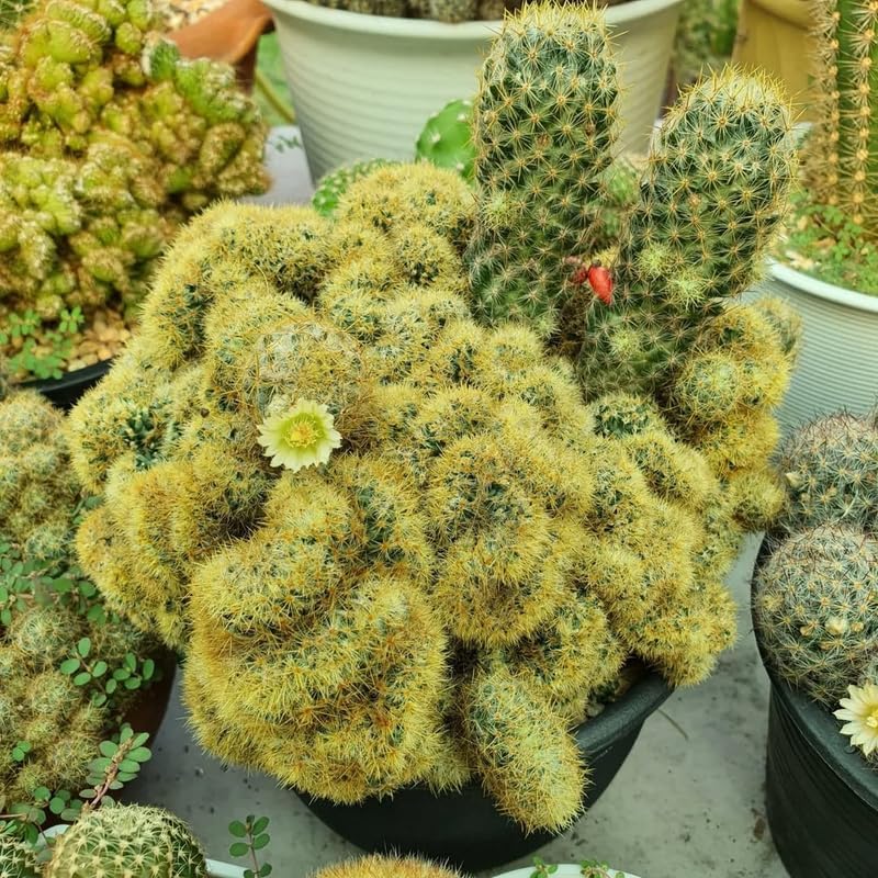 Golden Brain Cactus Trees in 2.5-6" Inch Pots for Planting | Rare & Unique Live Cactus Plants | Suitable for Indoor & Office Displays