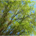 2 Corkscrew Willow Live Bare Root Trees | Twisted Branch Ornamental Tree 1-2ft Bare Root Rooted Cuttings | Well-Rooted Decorative Garden Trees