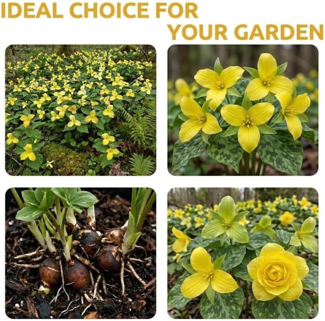 Yellow Trillium Bulbs for Planting, 5 Large Bulbs, Native Wildflower, Easy to Grow, Perennial Flower Bulbs for Growing Outdoors Indoors
