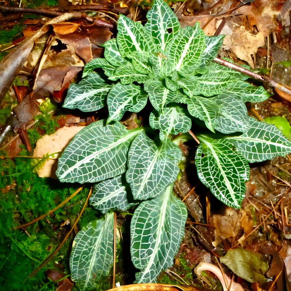 10 Rattlesnake Orchid Roots, Goodyera Pubescens, Low Maintenance Plant, Evergreen Perennial Orchid for Shady Gardens