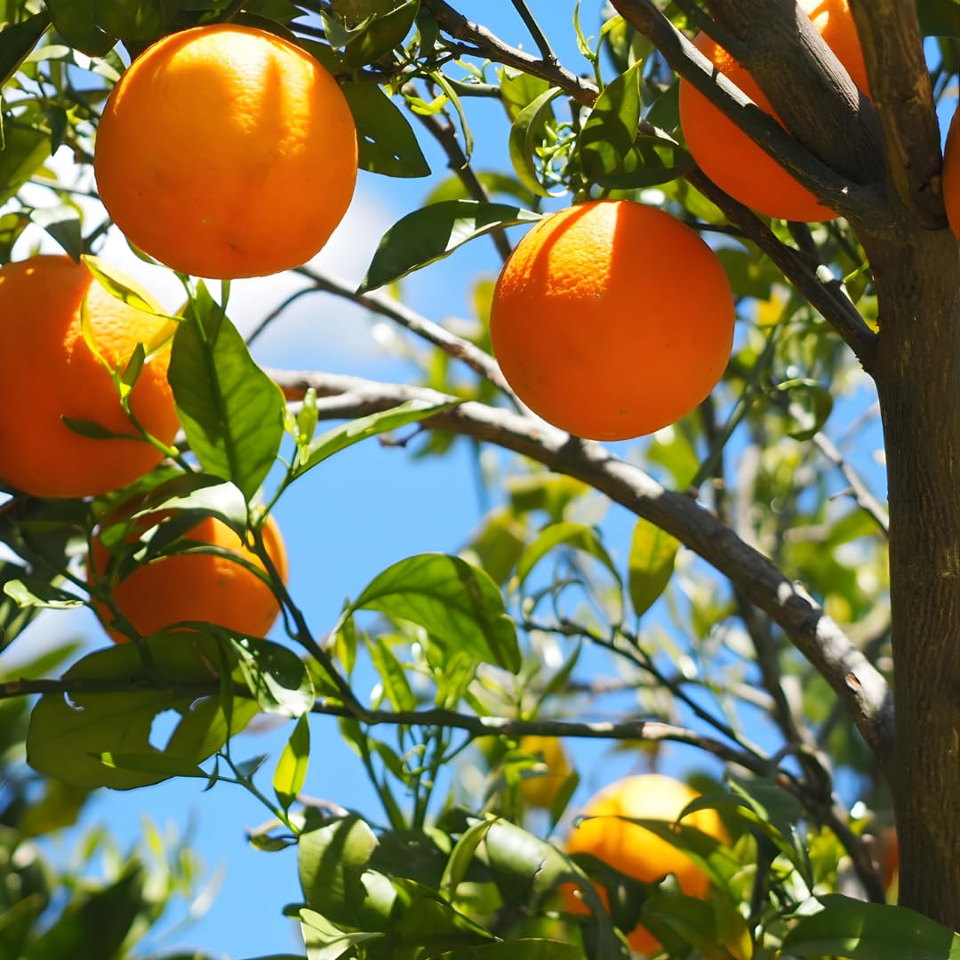 Tango Mandarin Oranges Tree Live Plant | 2.5–3 Feet Live Potted Citrus Tree | Sweet Juicy Fruit for Cooking Juicing & Home Gardening | No Ship to CA,HI,AK