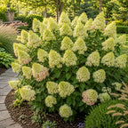 Limelight Hydrangea Tree Live Plant, 6-12" Tall in Quart Pot, Panicle Hydrangea for Planting, Grow Robust, Easy to Care Flowers for Landscapes
