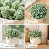 Sedum Dasyphyllum Major Plant, 4 Inch Pot Sedum Plant Live, Well Rooted, Easy Care Succulent Plant, Hardy, Low Maintenance Houseplant for Home Décor & Indoor Spaces