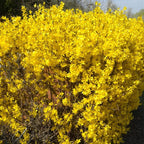 2 Forsythia Plant Live | Hardy Forsythia Bush Plants | 1–2 Ft Tall Evergreen Shrubs | Suitable for Garden Screening and Yard Landscaping