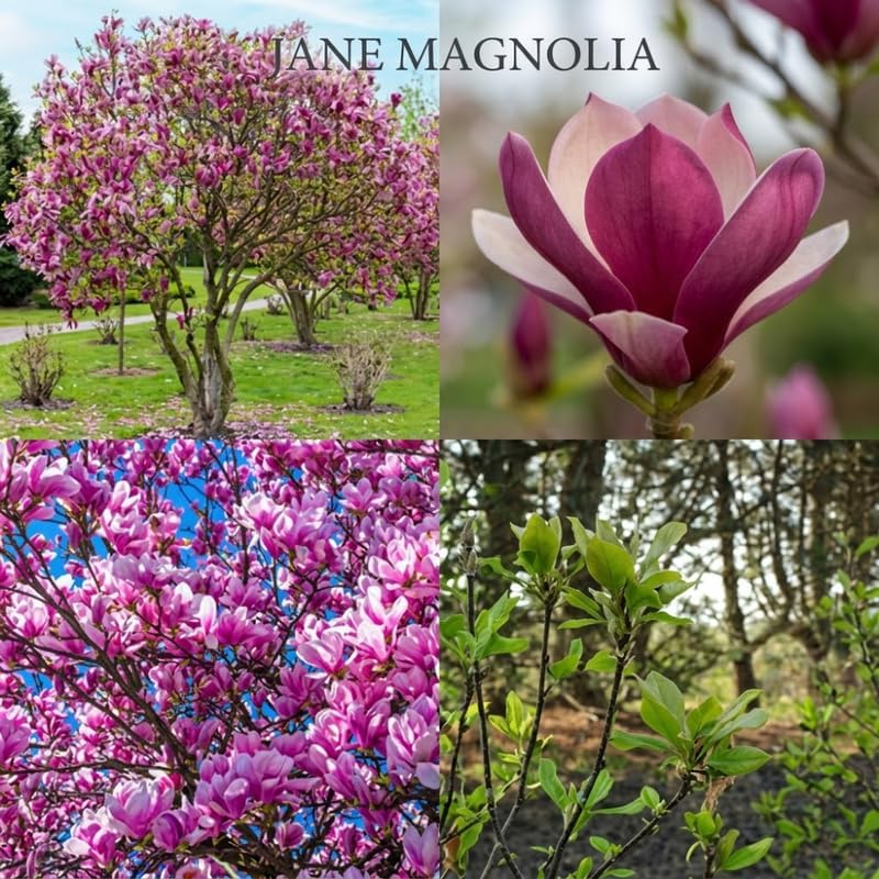 (No Ship to CA,HI,AK) Jane Magnolia Plant in 3 Gallon Pot, 3 Ft Tall, Live Flowering Deciduous Tree for Ornamental Landscaping, Cold-Hardy Shrub for Tulip-Shaped Spring Blooms