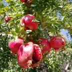 Pomegranate Tree, Live Fruit Tree 2-3 Ft Tall in 3 Gallon Pot, Hardy Fruit Trees, Sweet Pomegranate Tree for Home Garden (No Ship to CA,HI,AK)