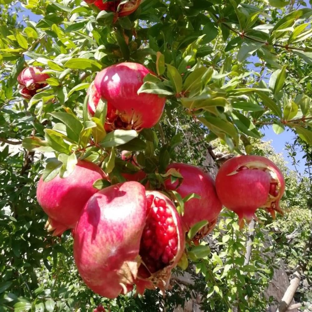 Pomegranate Tree, Live Fruit Tree 2-3 Ft Tall in 3 Gallon Pot, Hardy Fruit Trees, Sweet Pomegranate Tree for Home Garden (No Ship to CA,HI,AK)