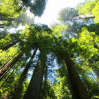 2 Large Redwood Tree Live Plants, Easy Care Redwood Sapling, Hardy, Exotic Foliage, Fast-Growing Evergreen Tree for Outdoor Spaces
